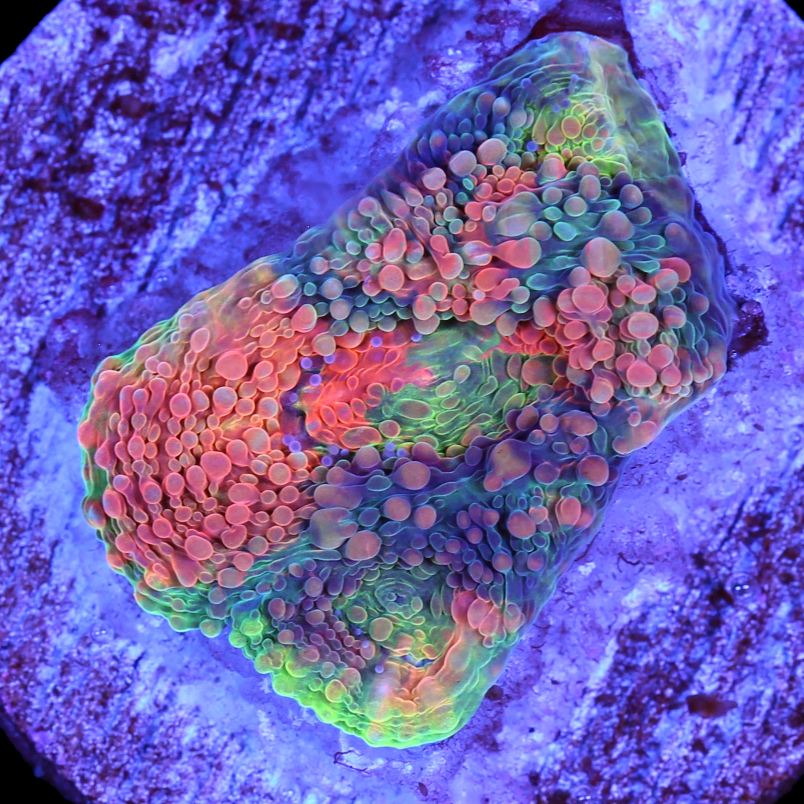 Rainbow Acan Echinata Coral