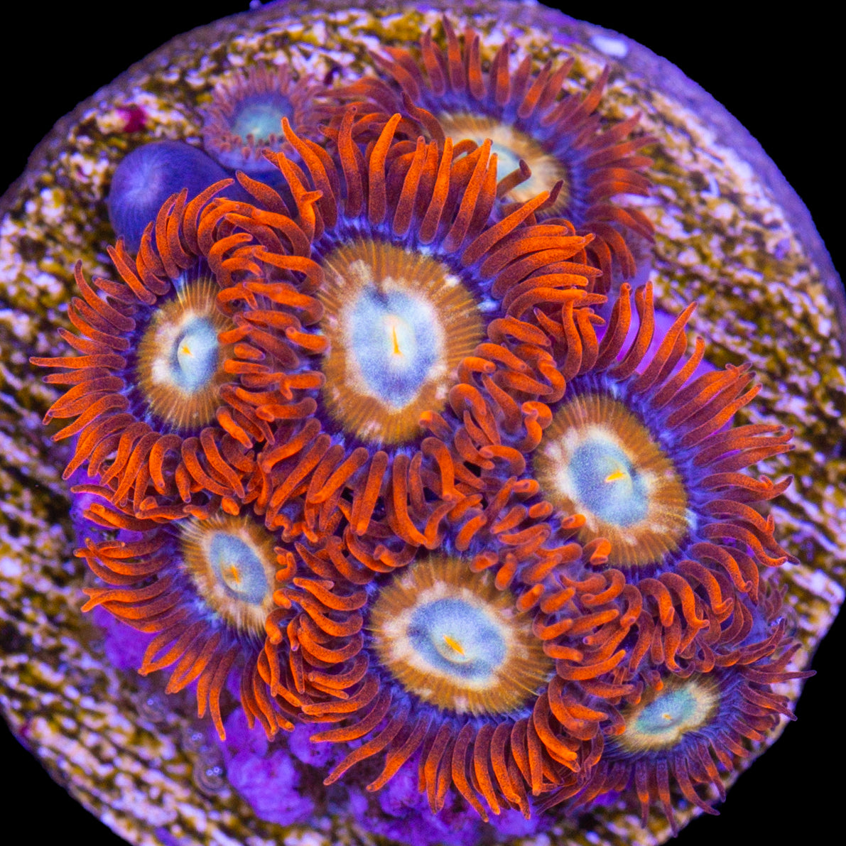 Buy Blue Eyed Blonde Zoanthids Online | Zoanthids for Sale - Vivid ...