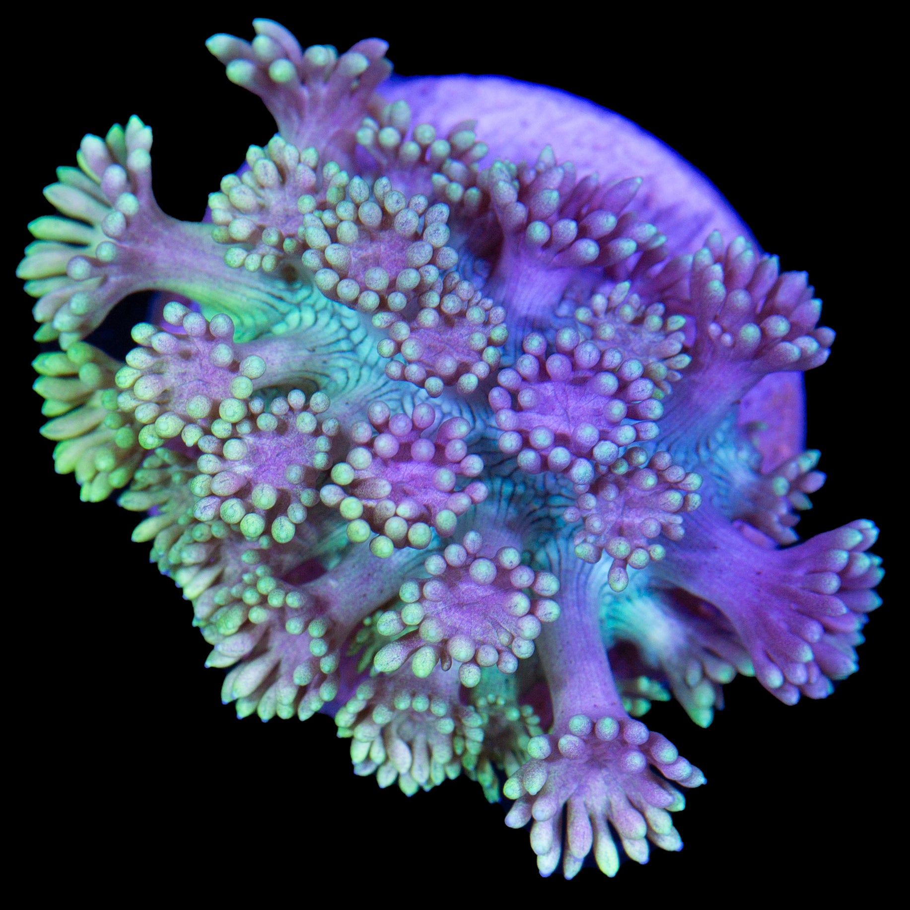 Ultra Rainbow Goniopora Coral