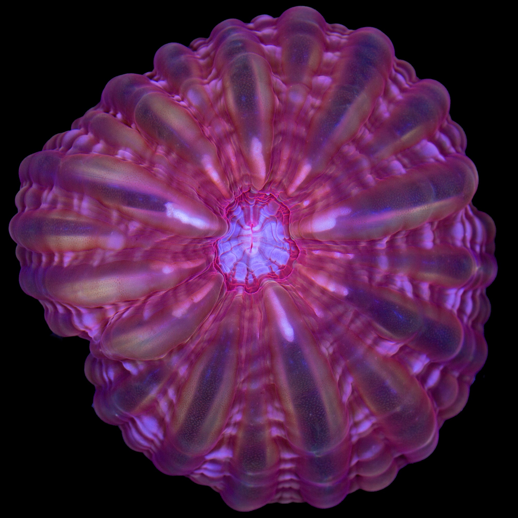 Ultra Cynarina Coral