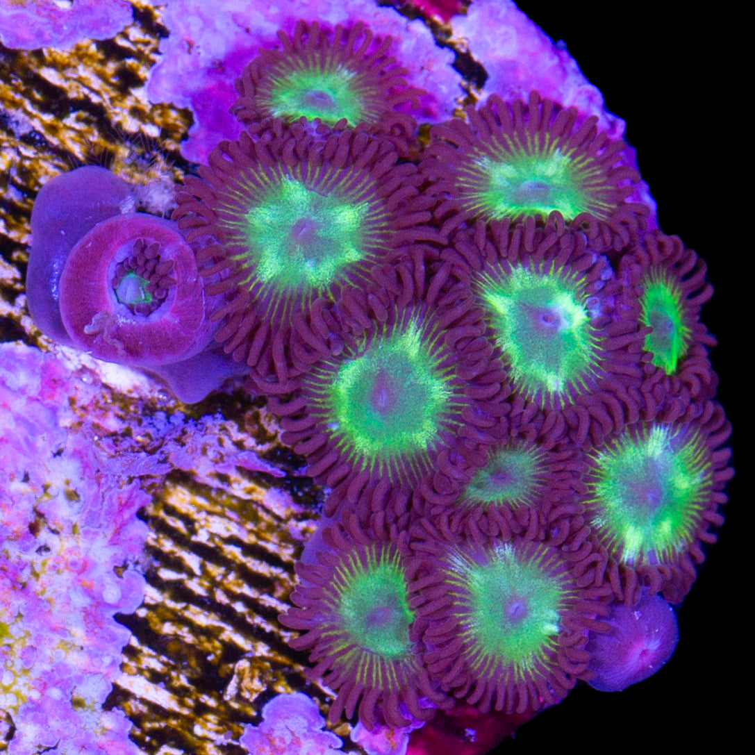 Vivid's Rim of Fire Zoanthids