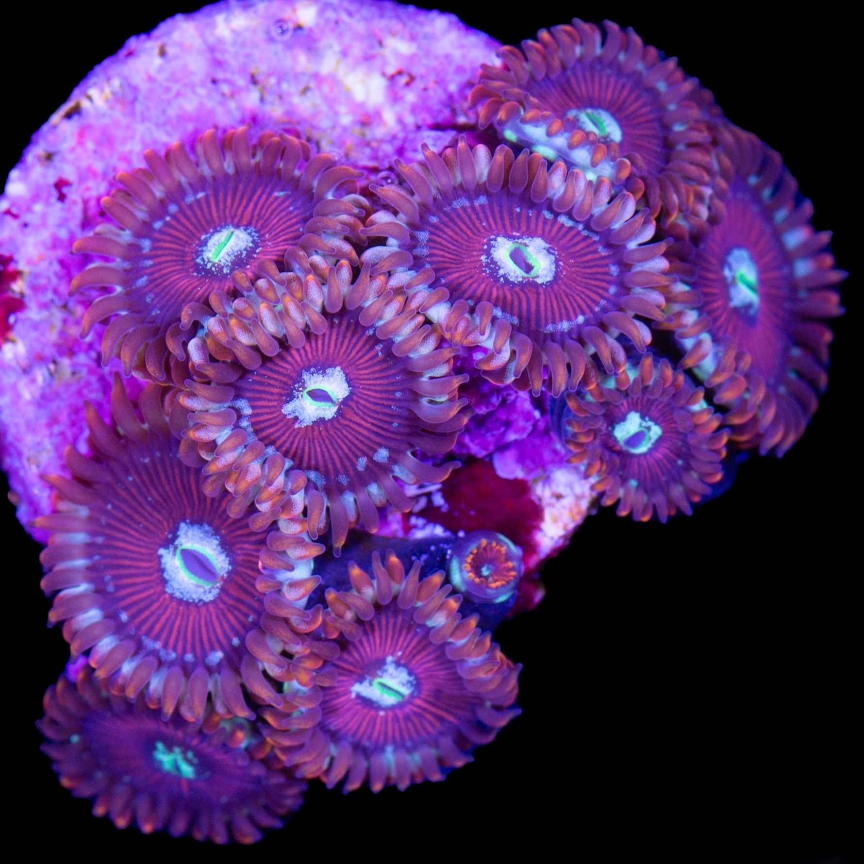 Vivid's Magician Zoanthids