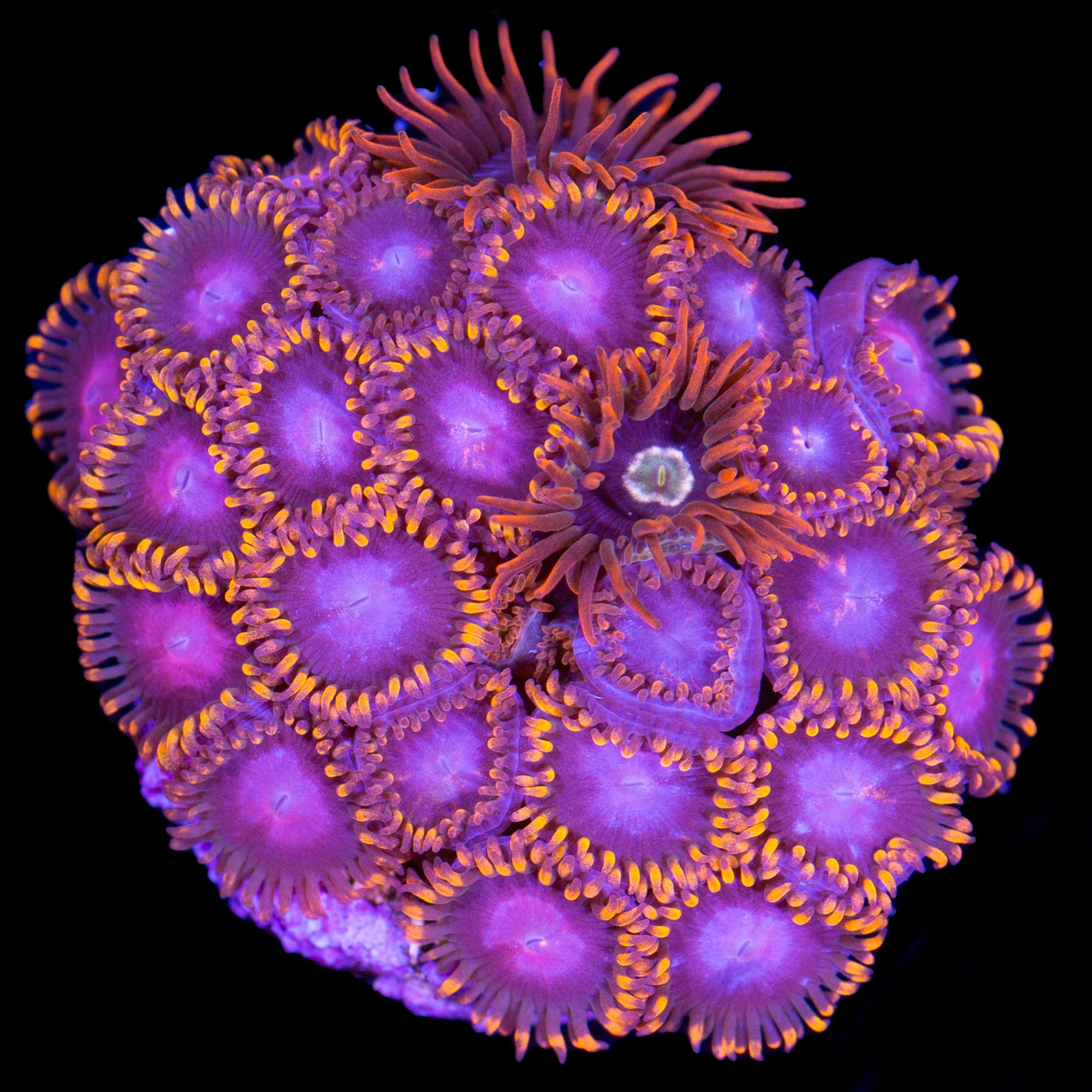 Vivid's Pink Bam & Starfire Combo Zoanthids