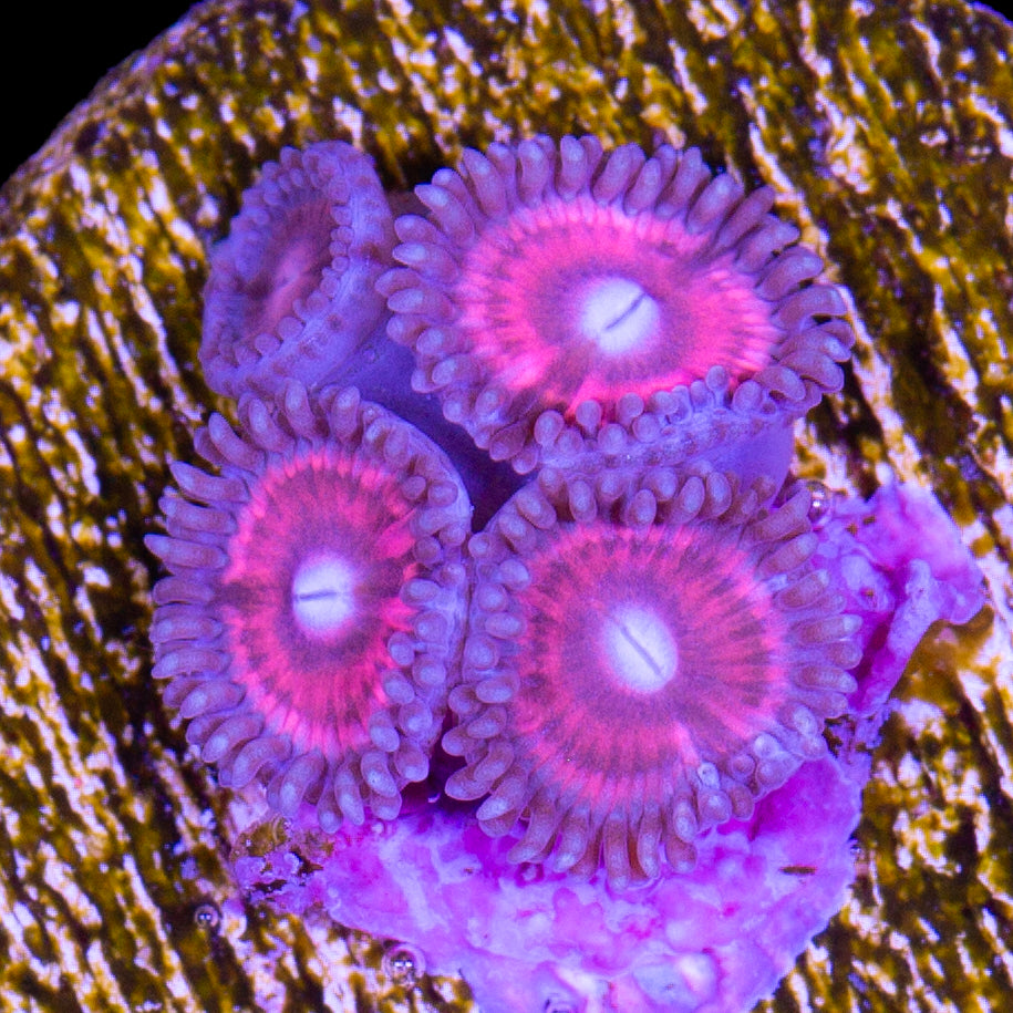 Vivid's Pretty in Pink Zoanthids