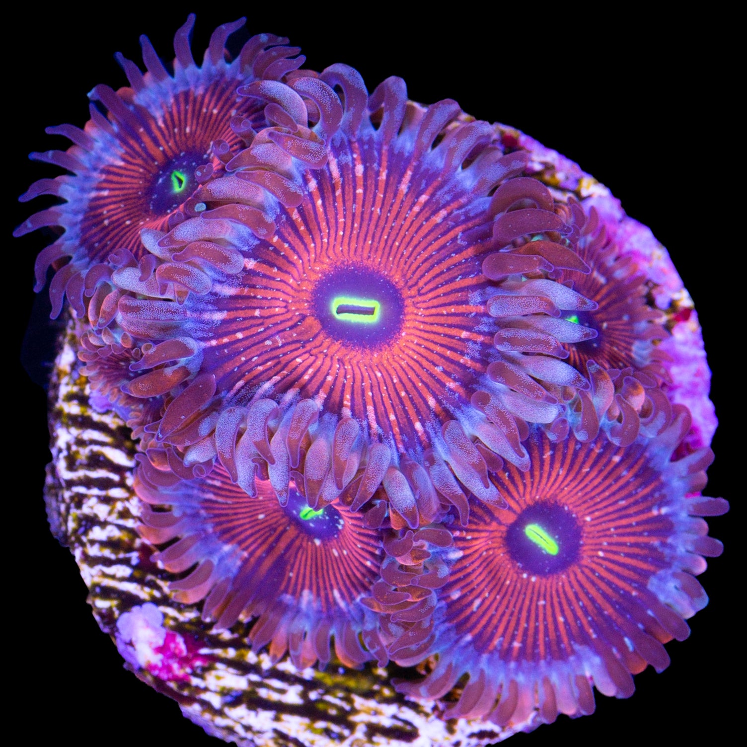 Vivid's Agave Zoanthids