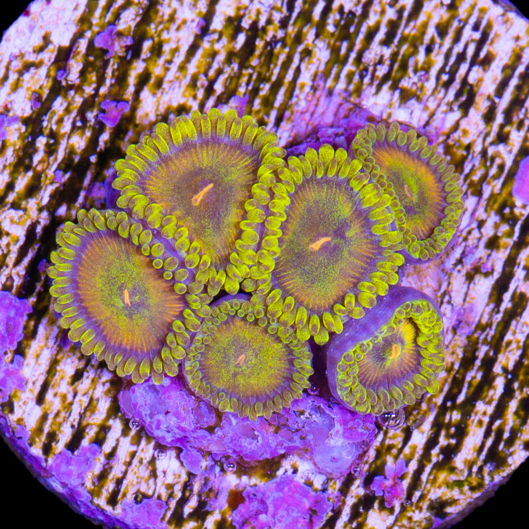 Vivid's Sponge Bob Zoanthids