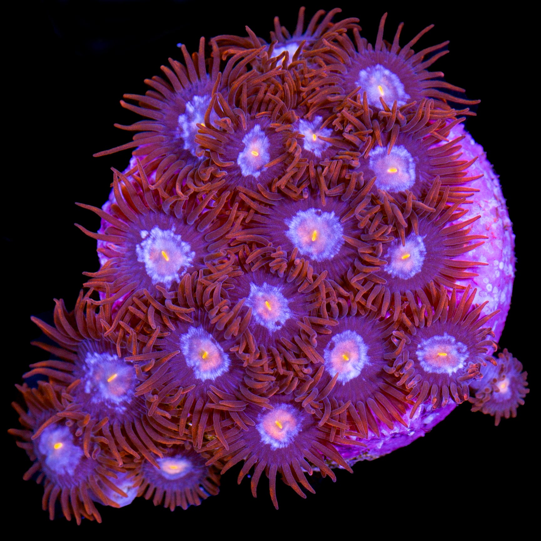 Vivid's Mystique Zoanthids