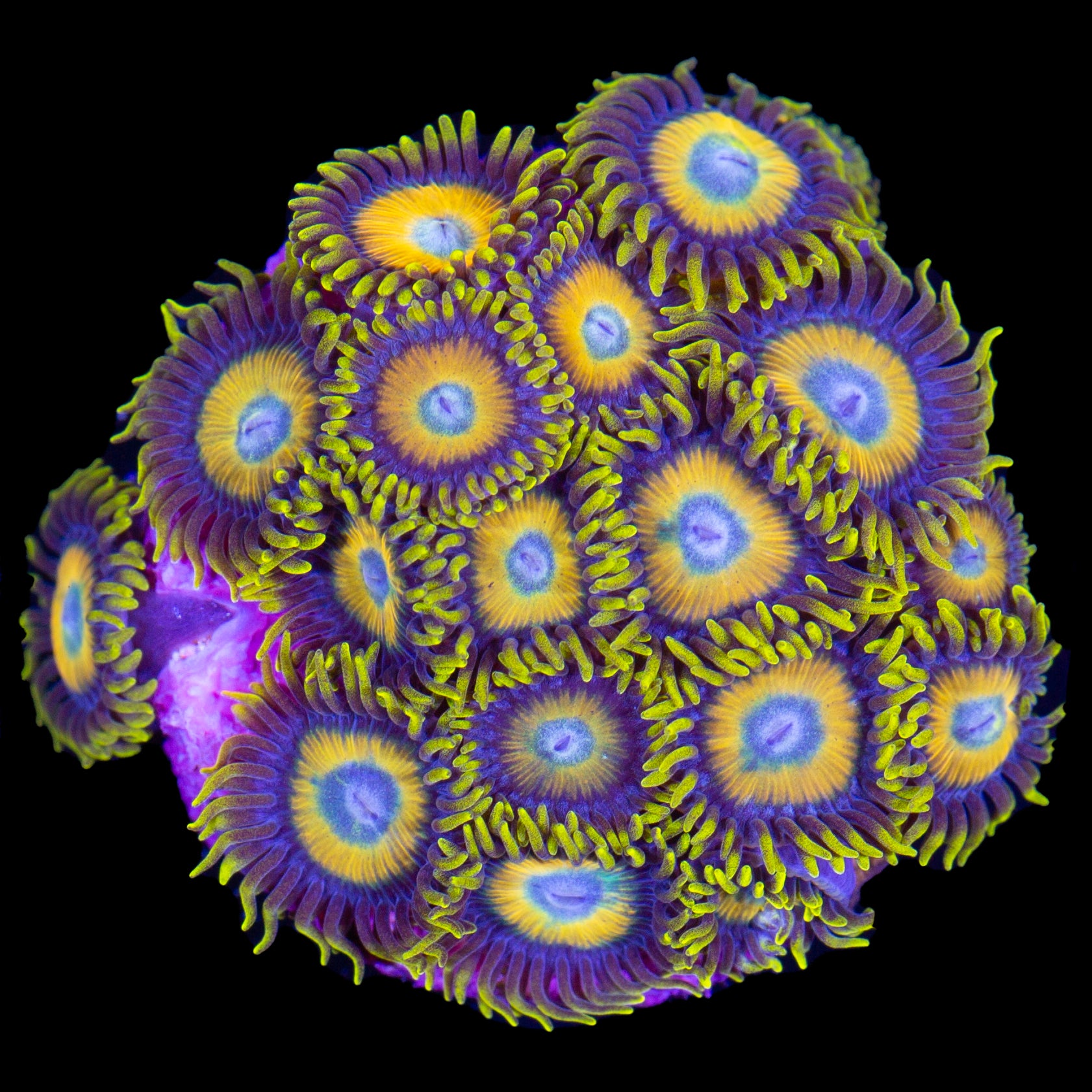 Vivid's Lakers Zoanthids