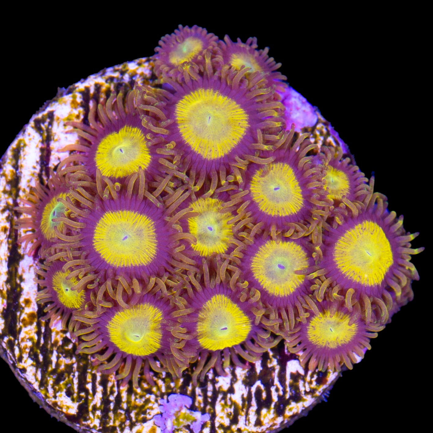 Vivid's King Midas Zoanthids