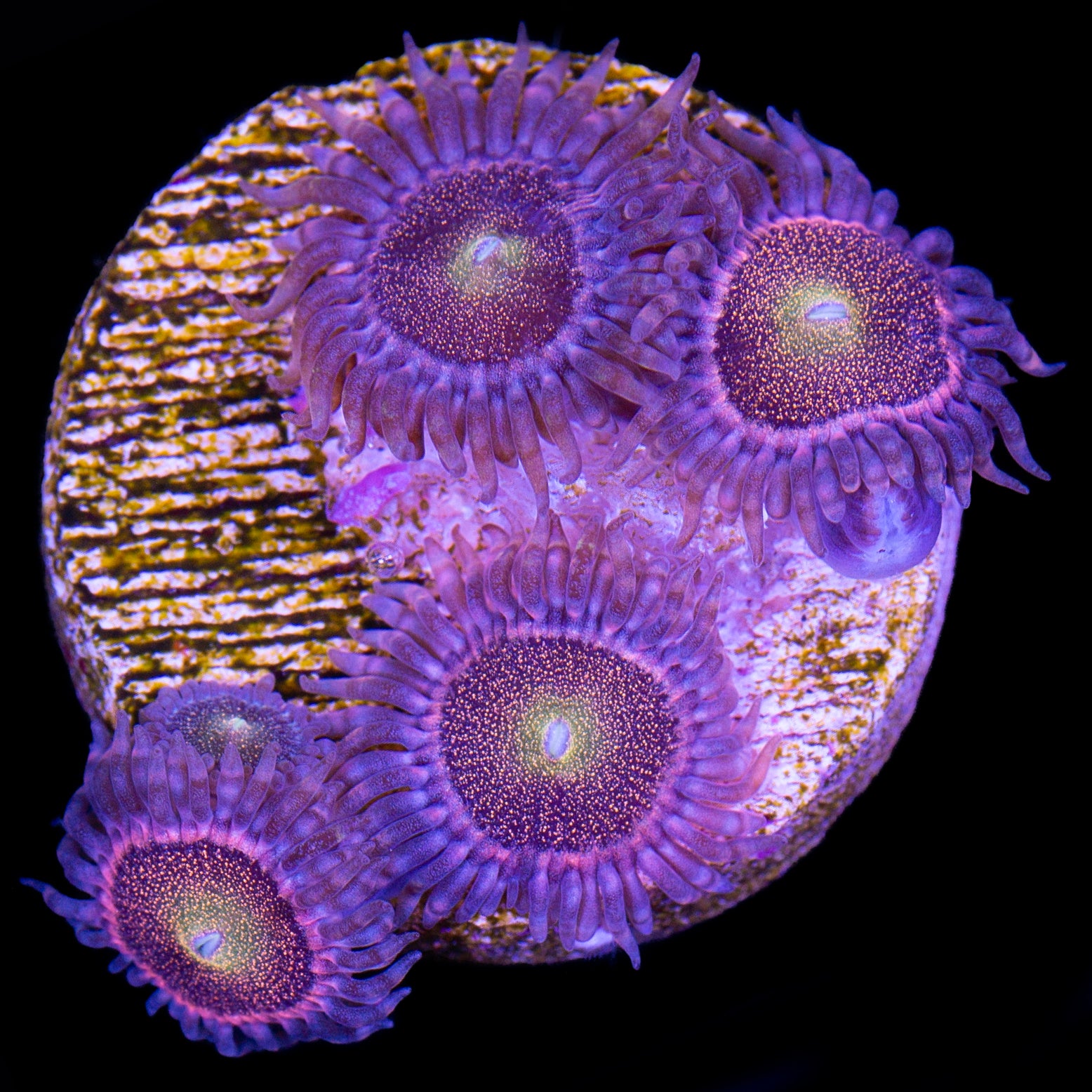 Vivid's Mohawk Zoanthids