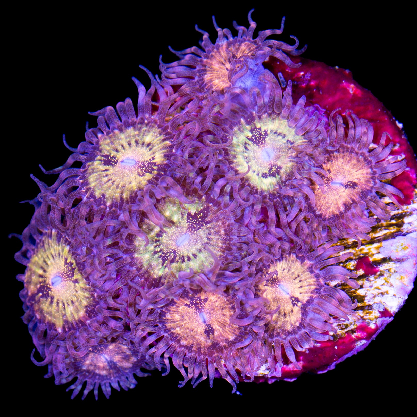 Vivid's Pandora Zoanthids