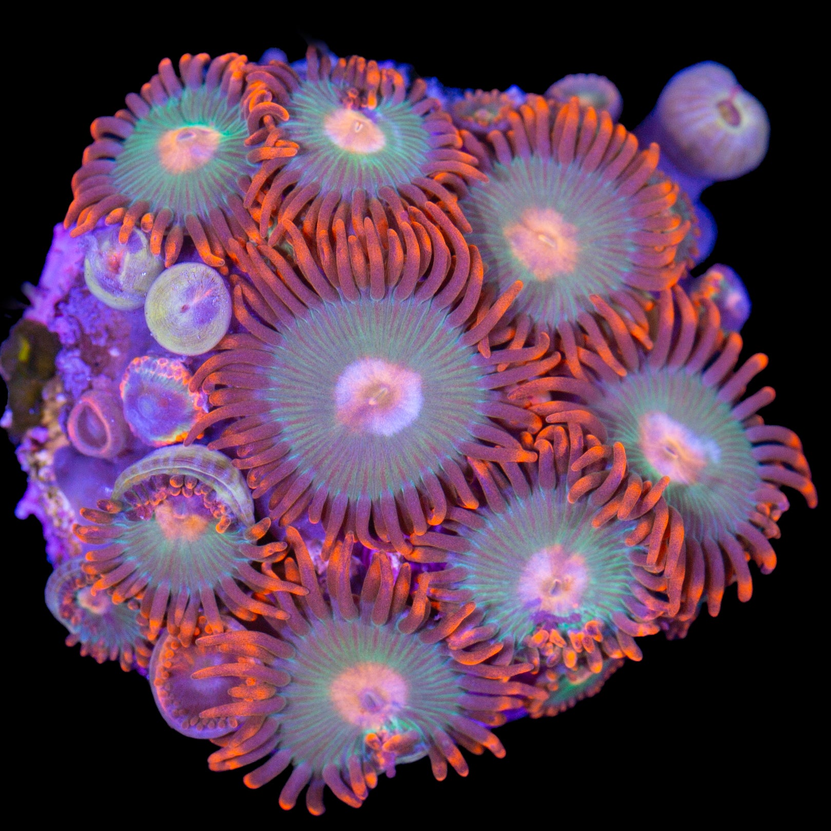 Vivid's Tropicana Zoanthids