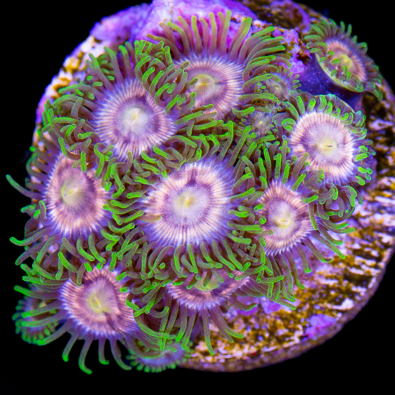 Vivid's Purple Panther Zoanthids