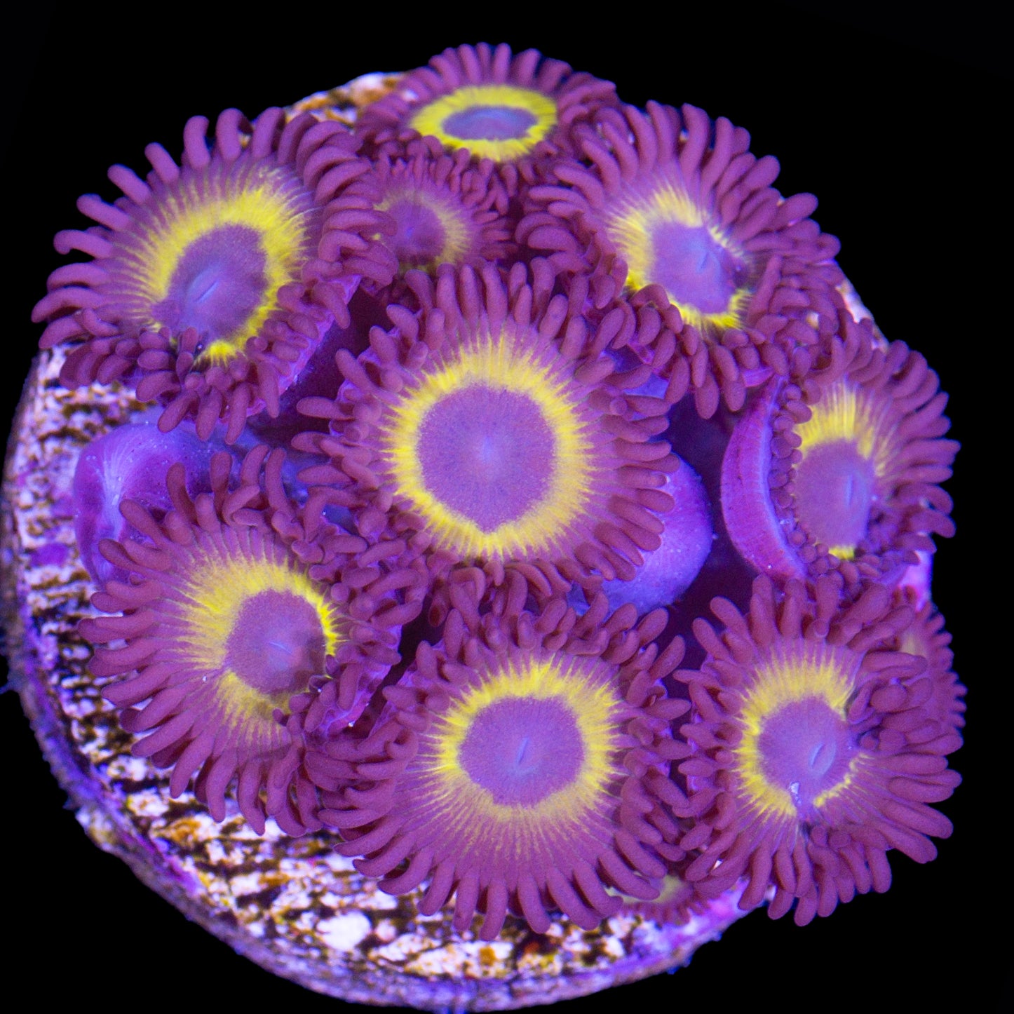 Vivid's Dragonfly Zoanthids