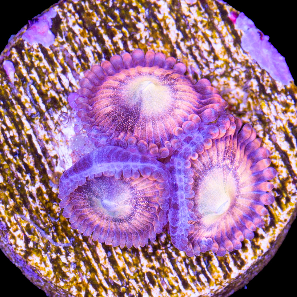 Vivid's Halle Berry Zoanthids