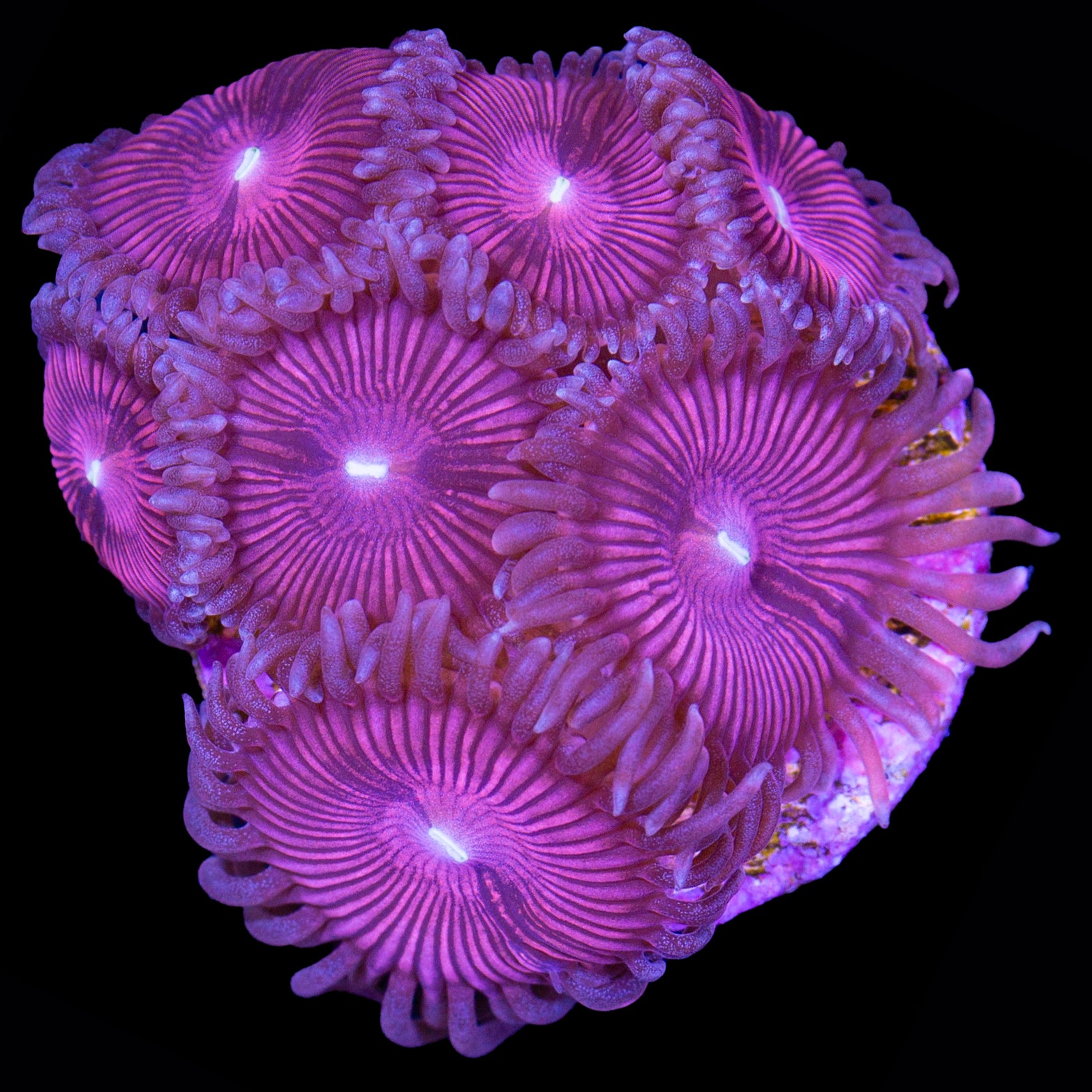 Vivid's Terra Fire Zoanthids