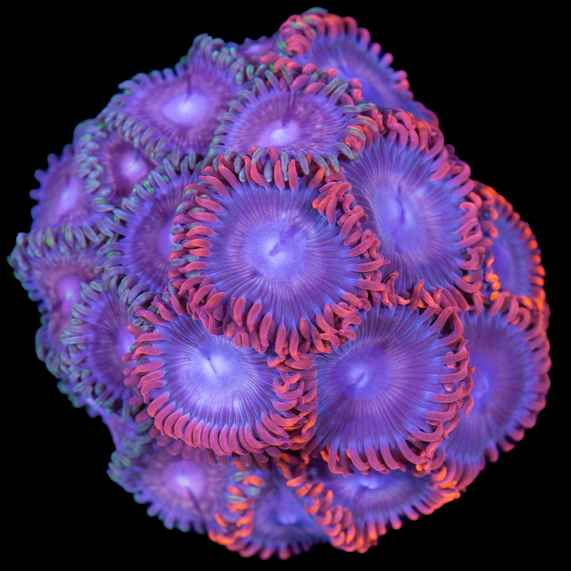 Vivid's Two Tone Mystery Zoanthids