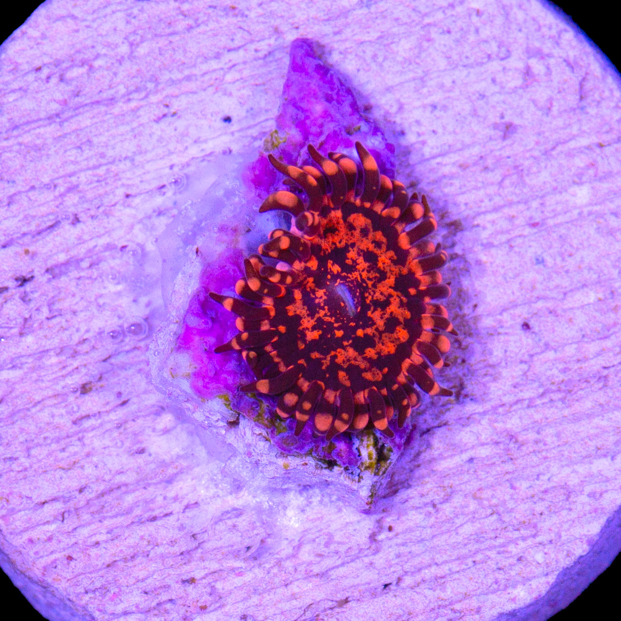 Vivid's Nightmare Zoanthids