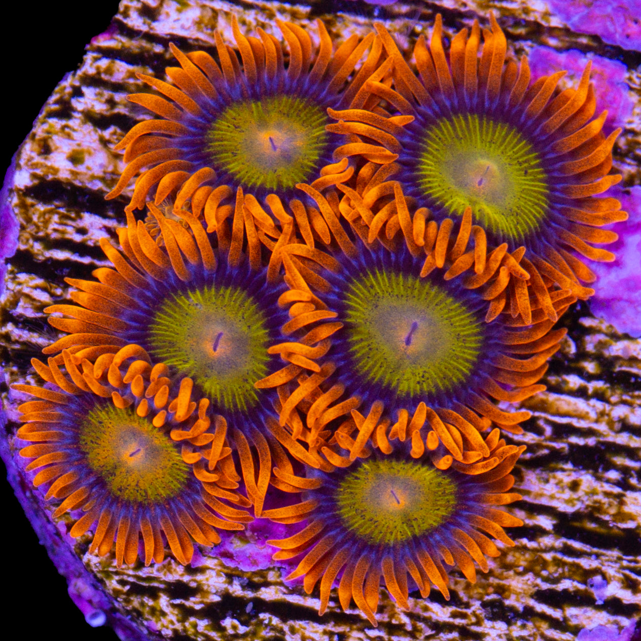 Vivid's Mandarin Zoanthids