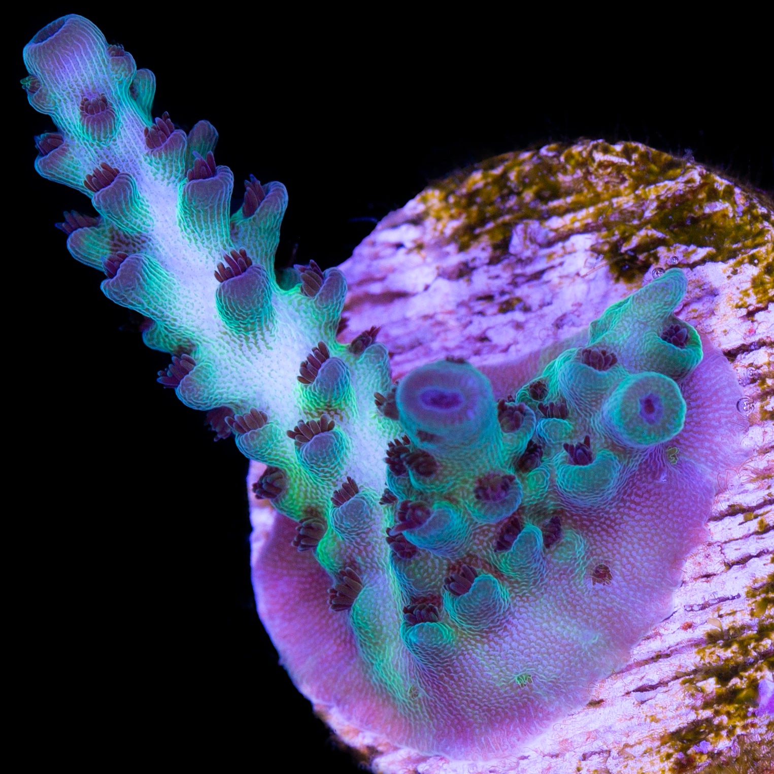 Vivid's Aegean Acropora Coral