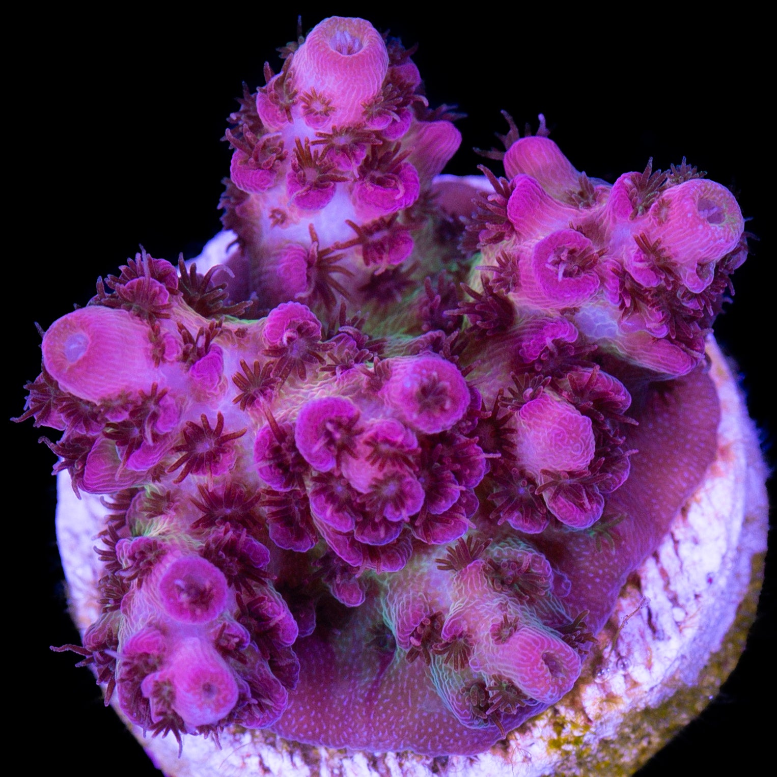 Red Planet Acropora Coral