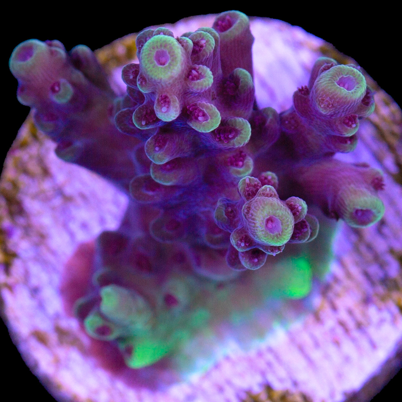 Vivid's Crazy 8 Acropora Coral