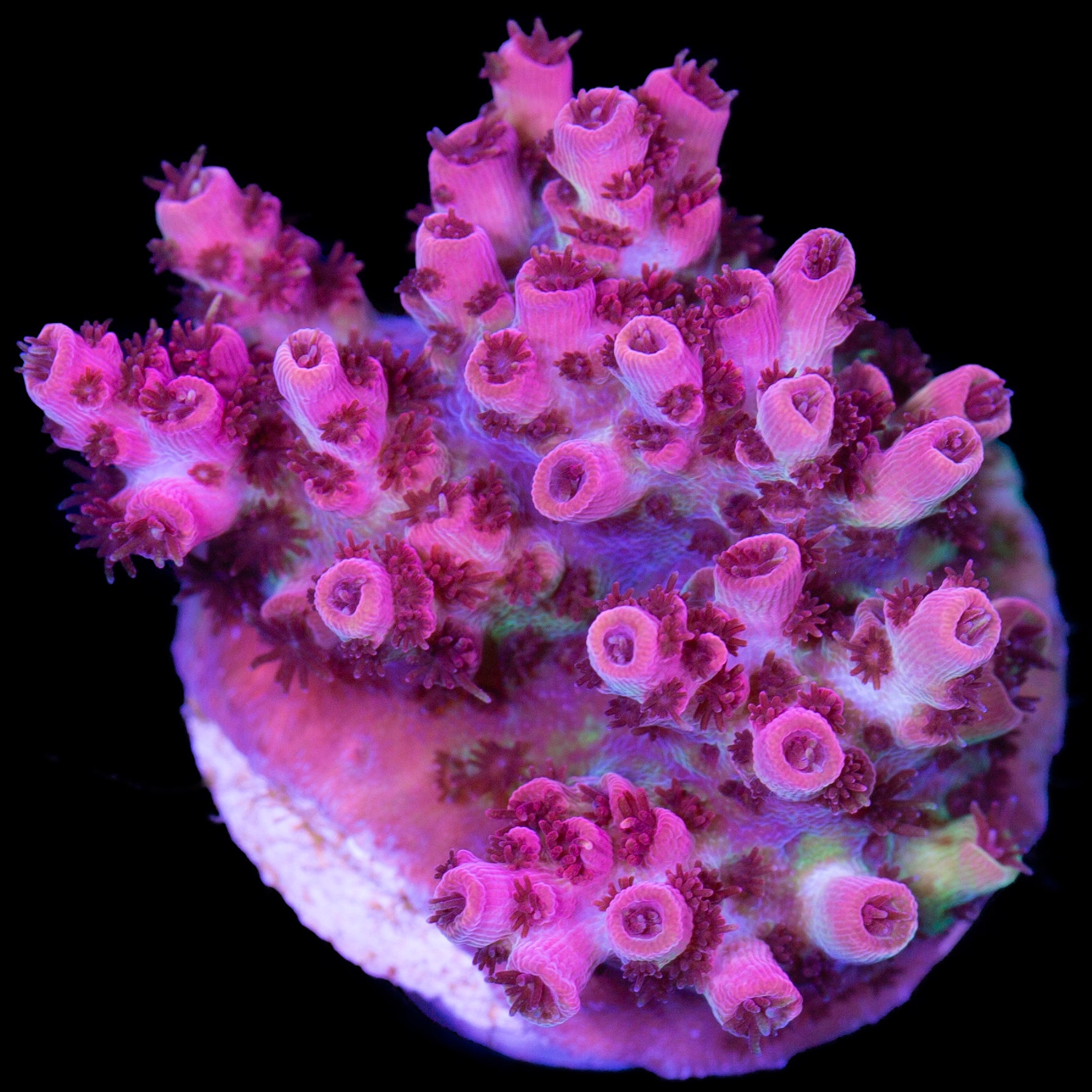 Red Planet Acropora Coral