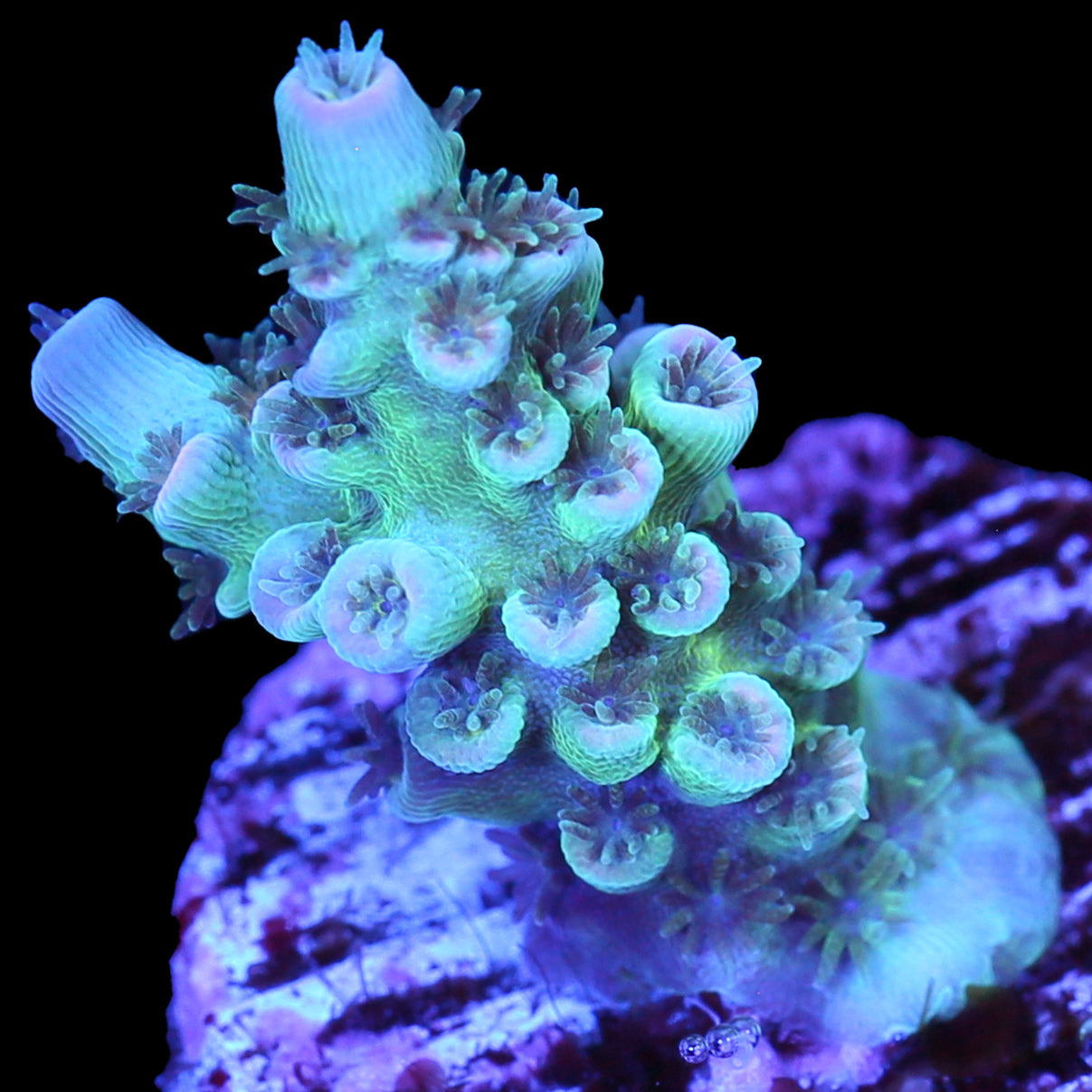 Ultra Tenuis Acropora Coral