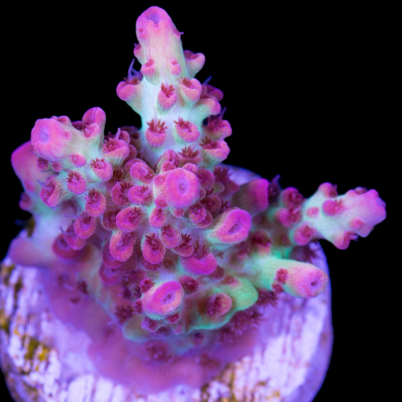 Strawberry Shortcake Acropora Coral