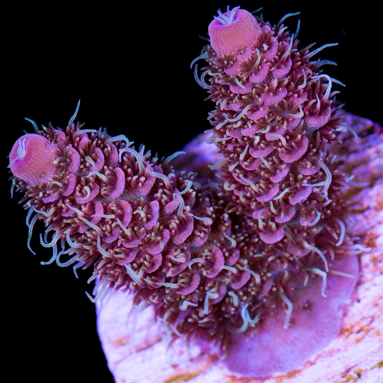 Raspberry Millepora Coral