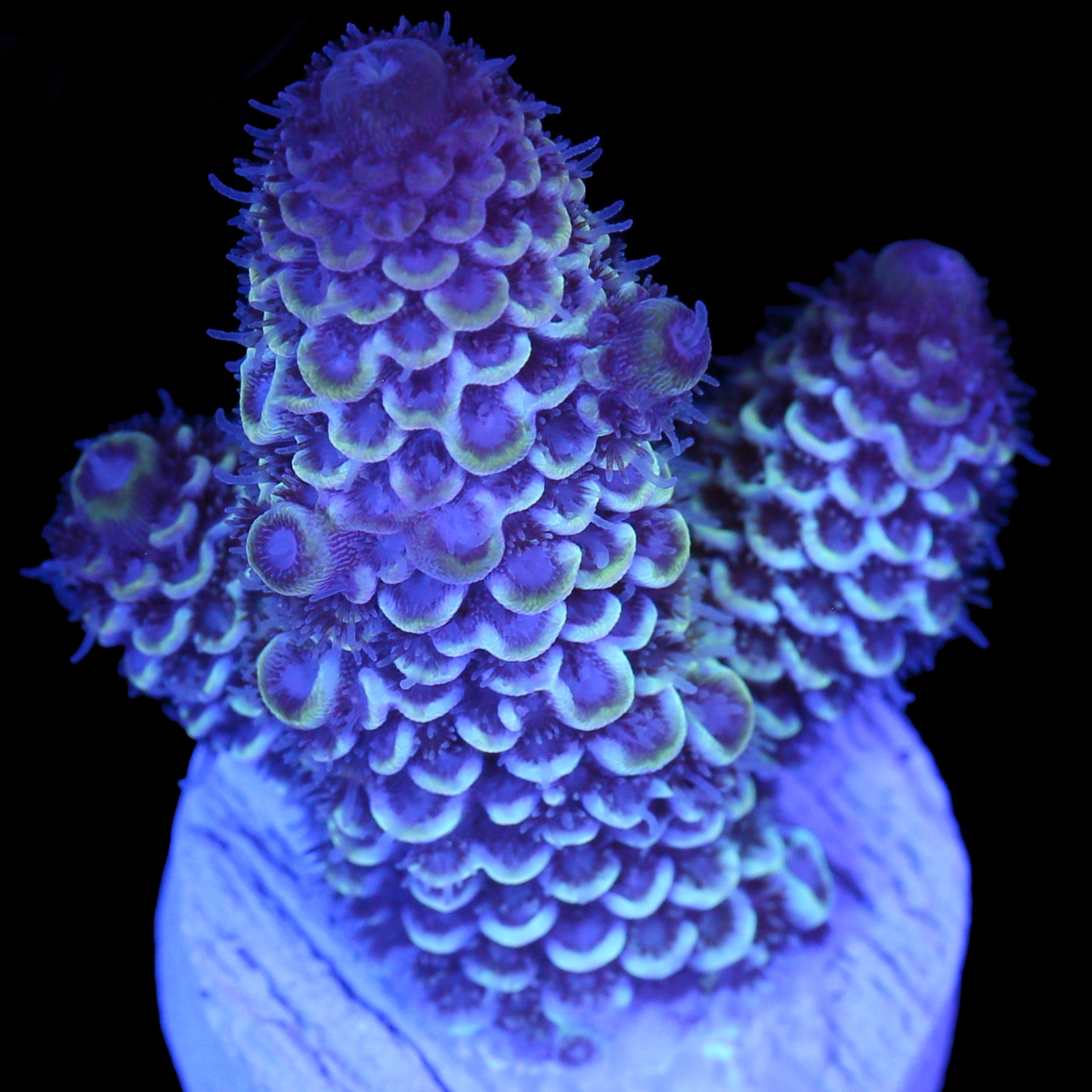 Ice Queen Spathulata Acropora Coral