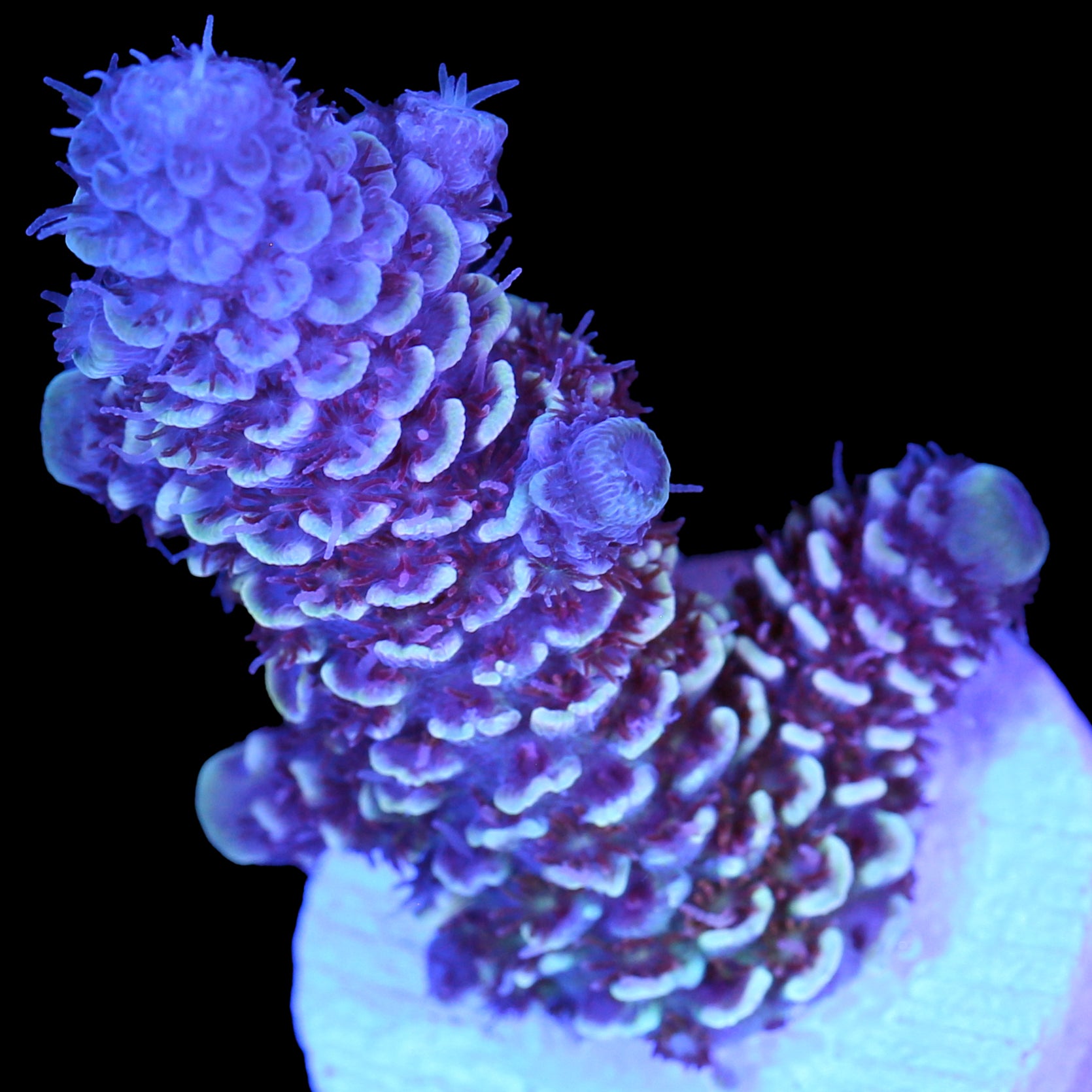 Ice Queen Spathulata Acropora Coral