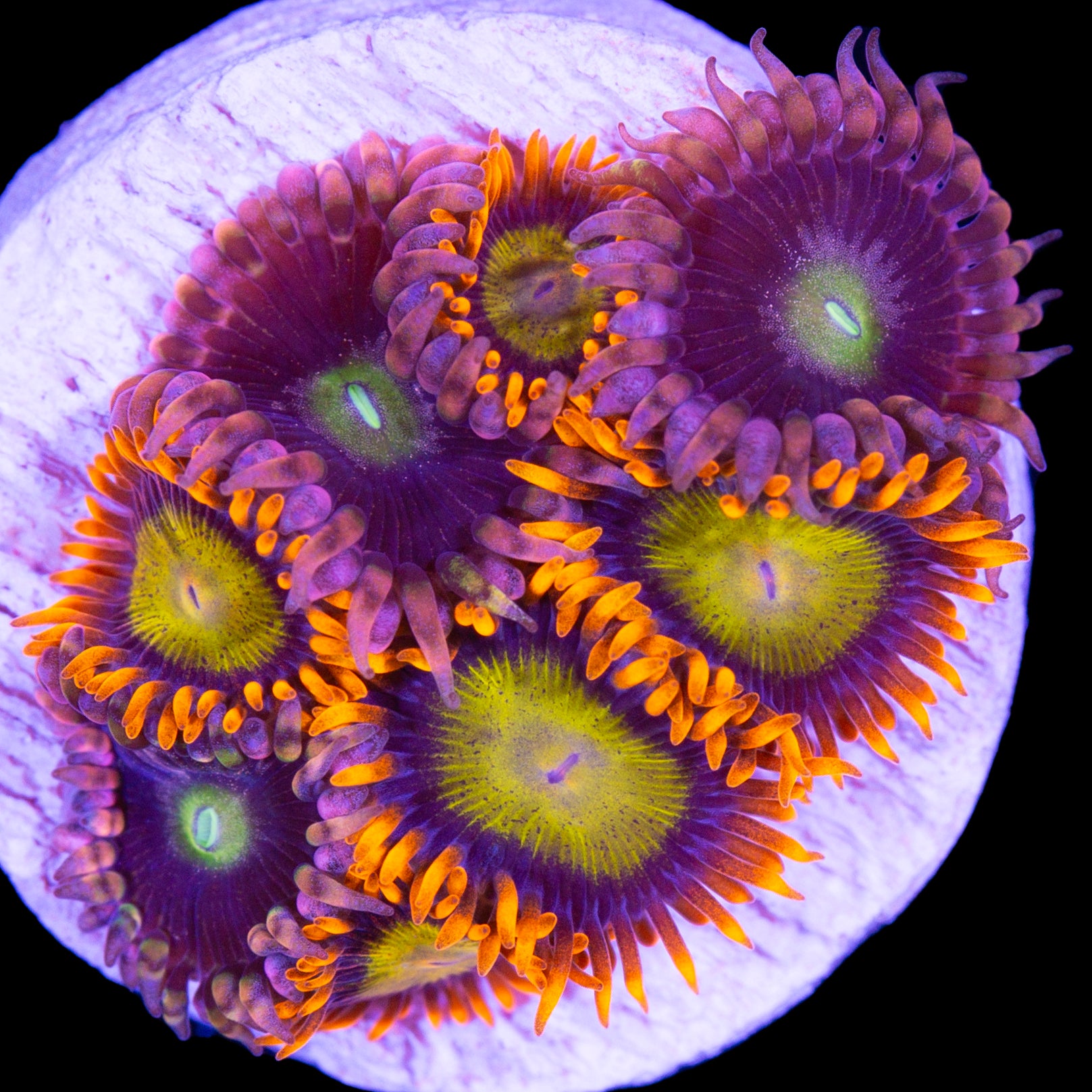 Vivid's Bozo & Mandarin Zoanthid Combo