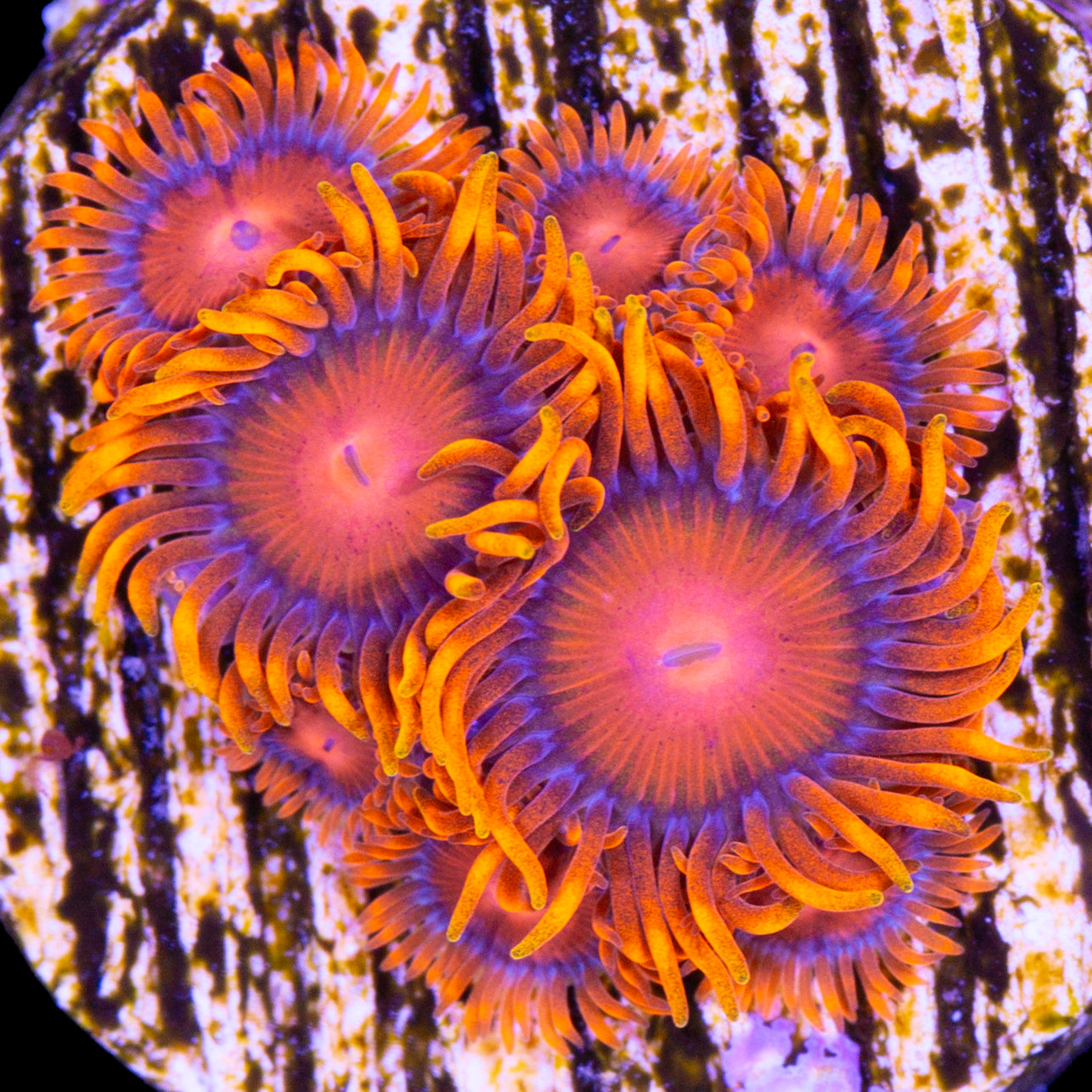 Vivid's Orange Bam Bam Zoanthids