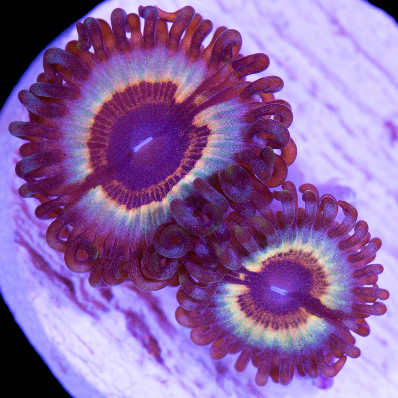 JF Sonic Flare Zoanthid Coral