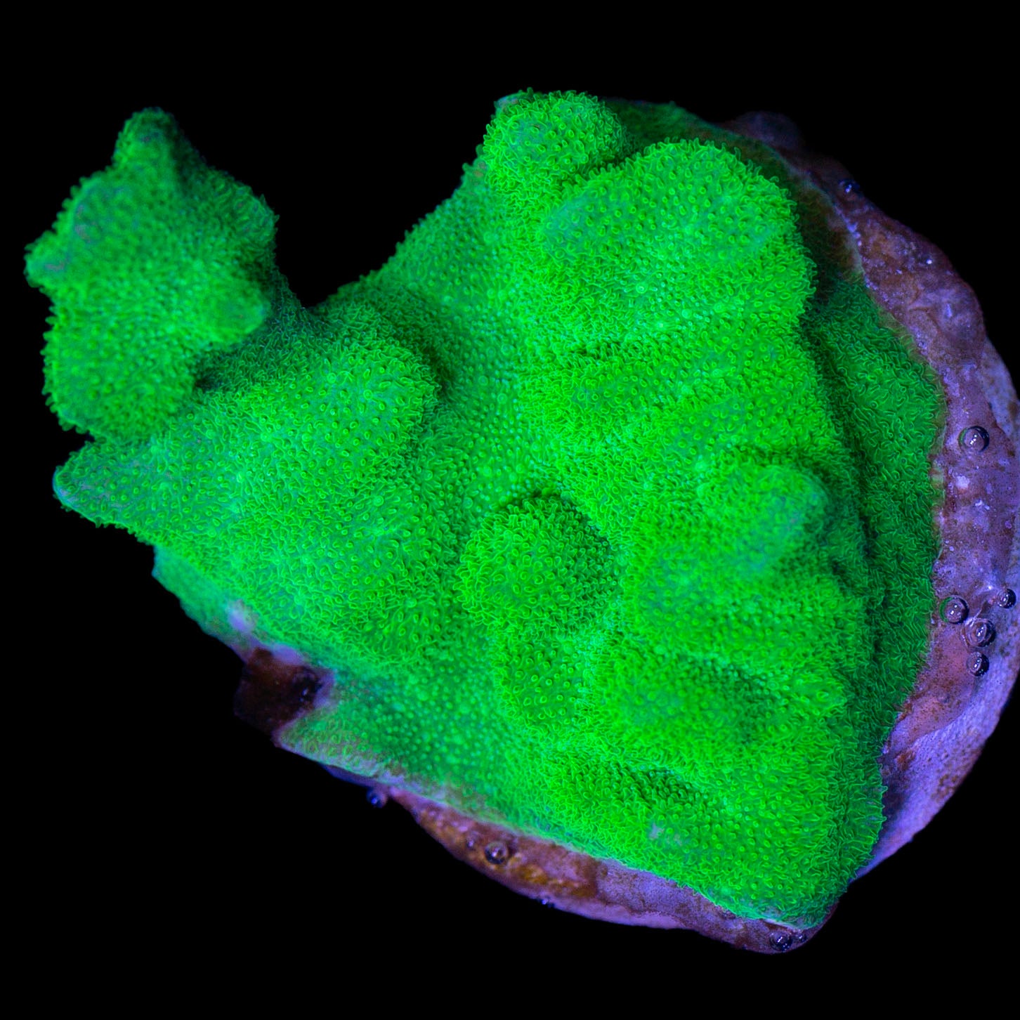 Vivid's Branching Psammocora Coral