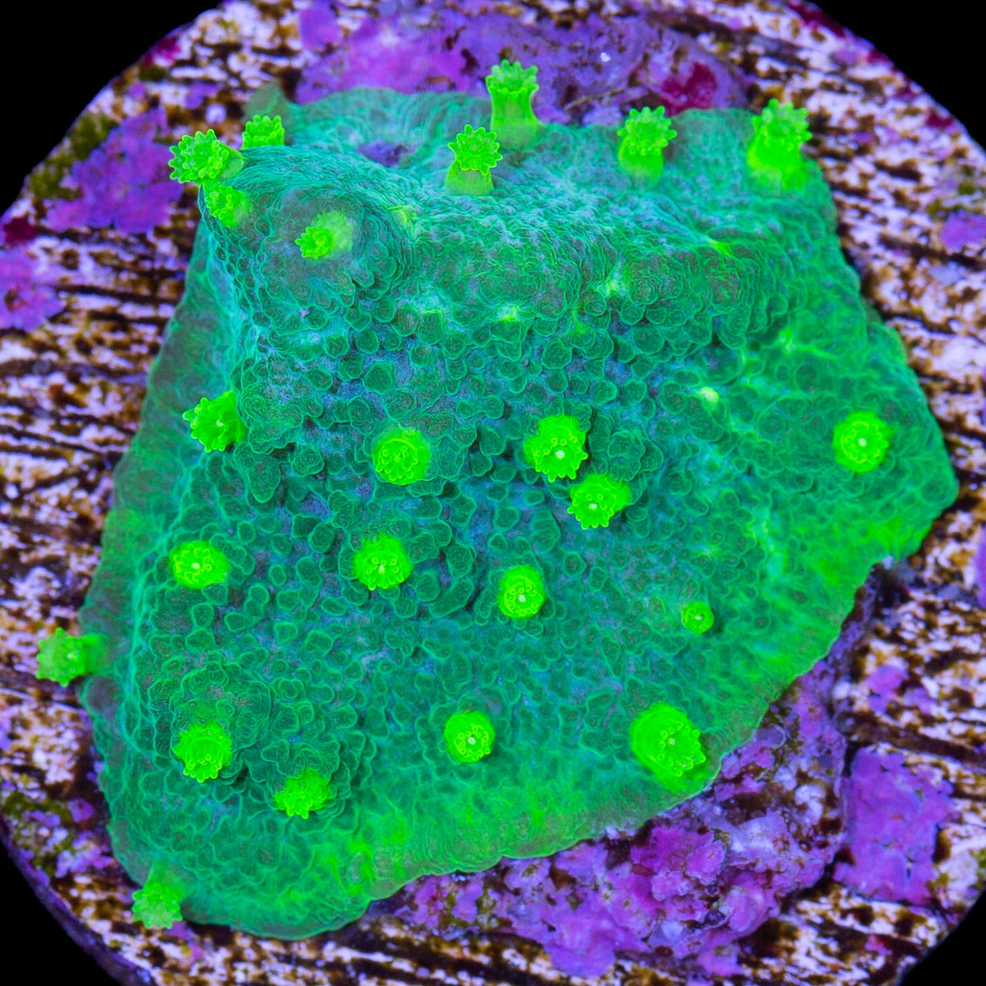 Toxic Cyphastrea Coral