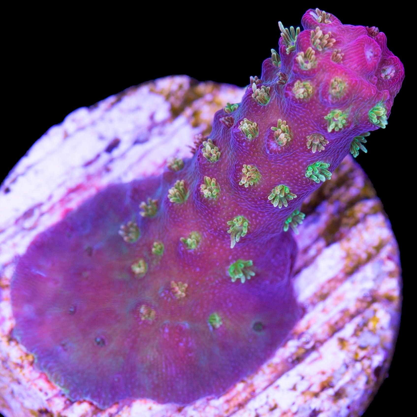 Vivid Confetti Acropora Coral