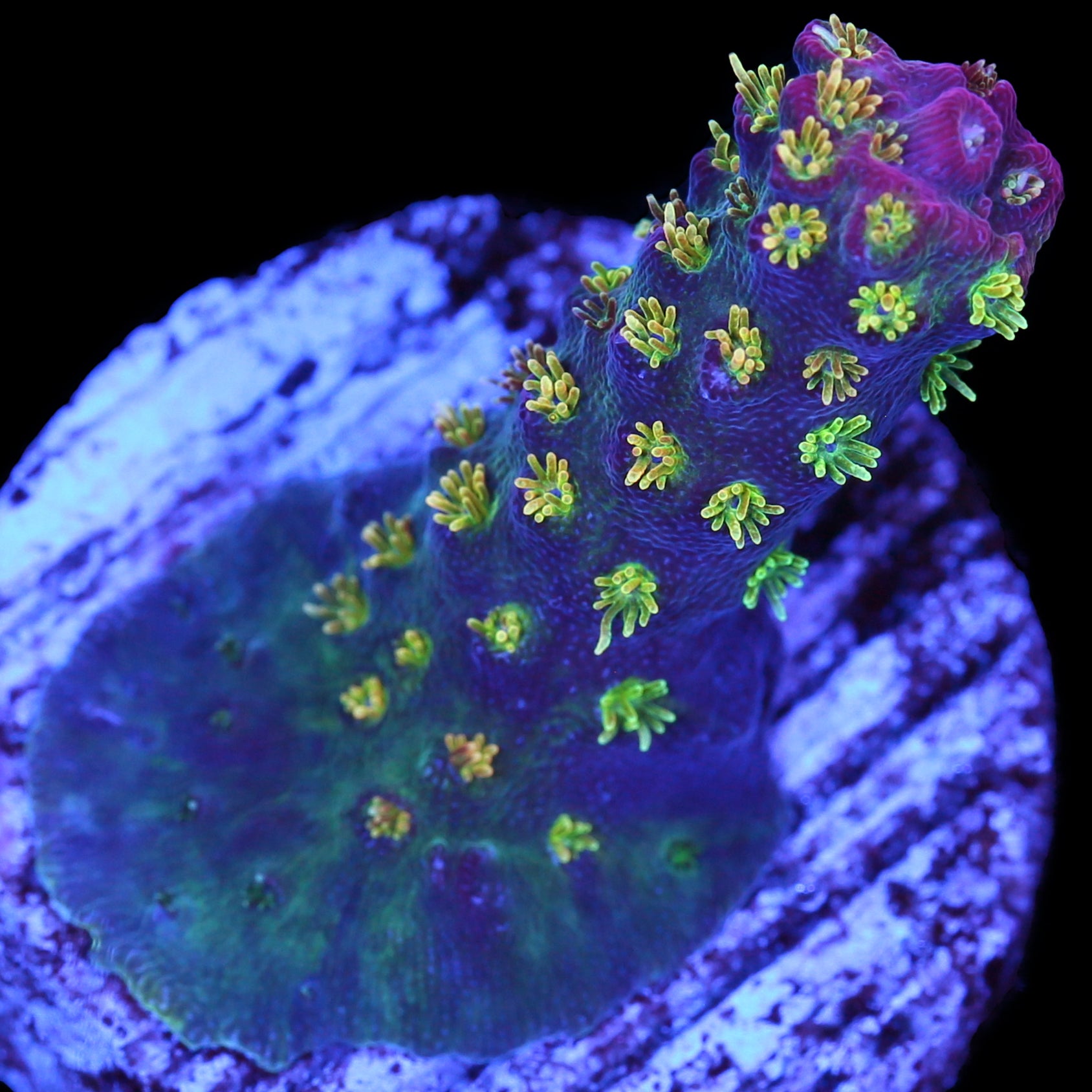 Vivid Confetti Acropora Coral