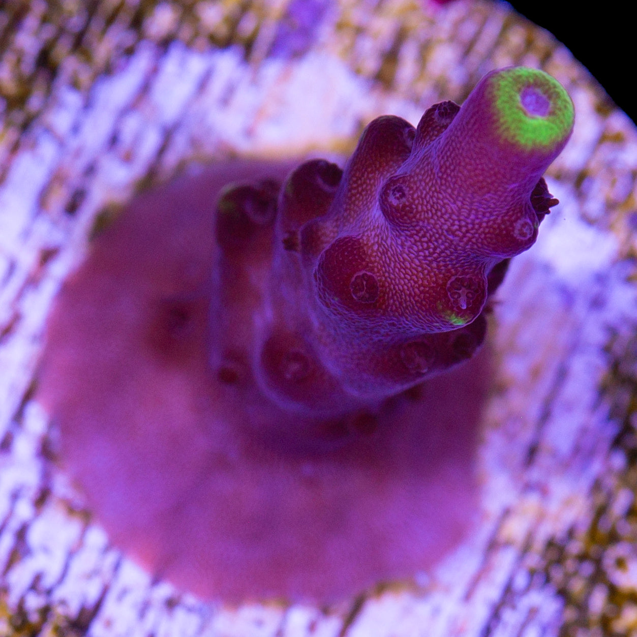 Fox Flame Acropora Coral