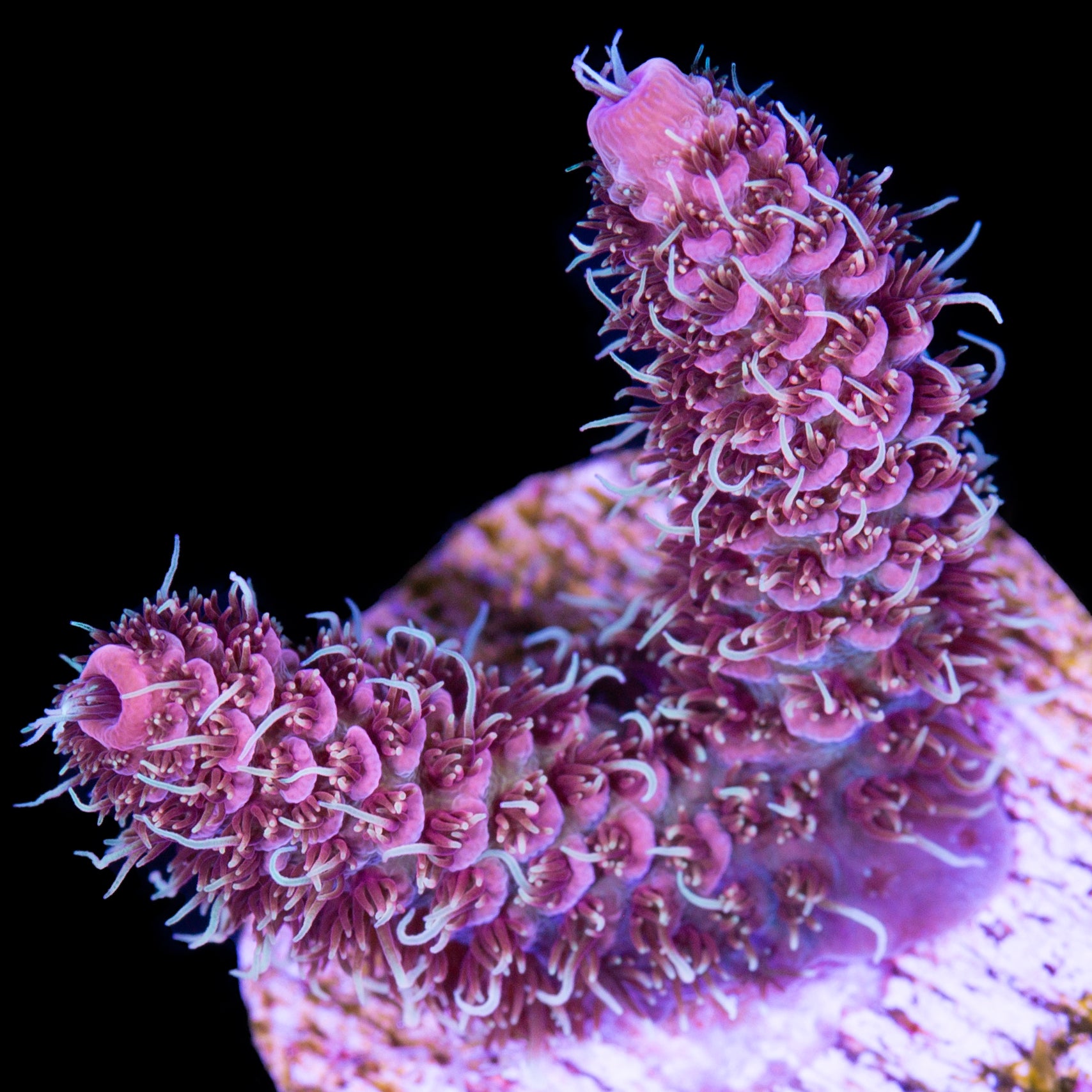 Raspberry Millepora Acropora Coral