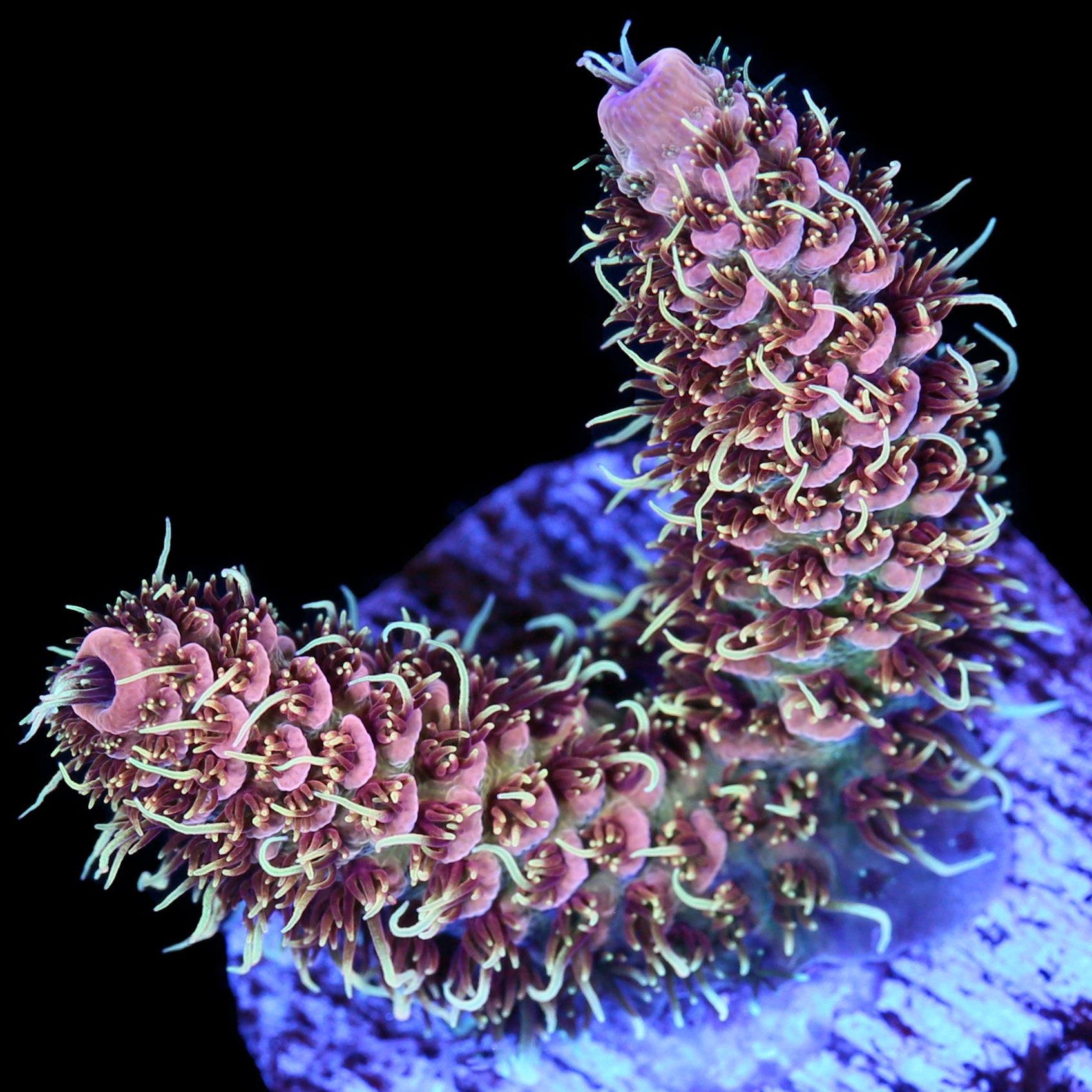 Raspberry Millepora Acropora Coral