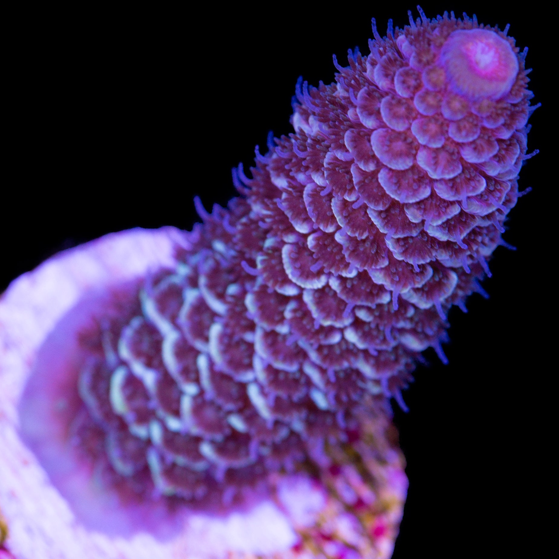 Ice Queen Spathulata Acropora Coral