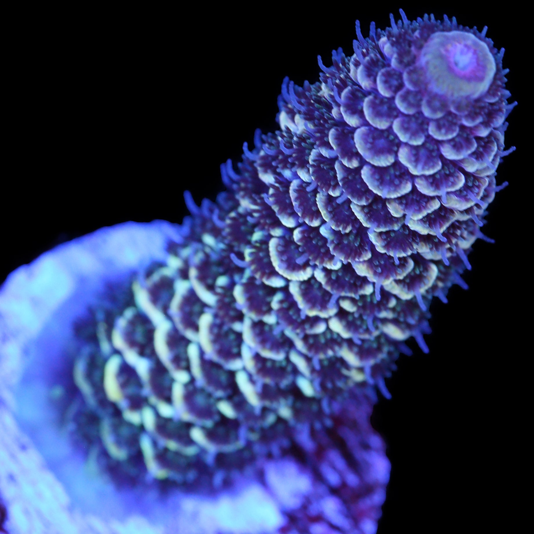 Ice Queen Spathulata Acropora Coral