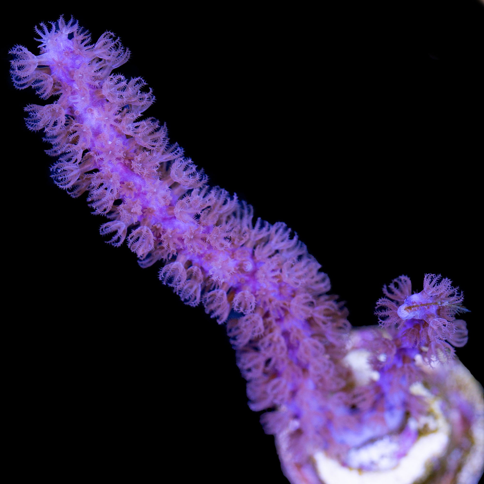 Purple Candalabra - Photosynthetic Gorgonian