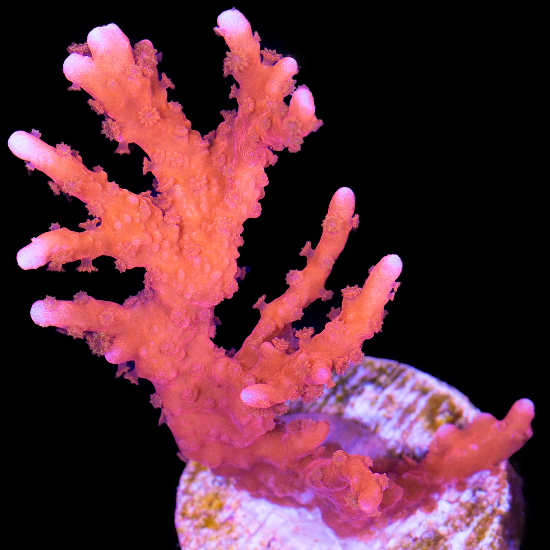 Tubs Montipora Stellata Coral | Buy Live Coral for Sale Tubs Montipora Stellata Coral | Buy Live Coral for Sale