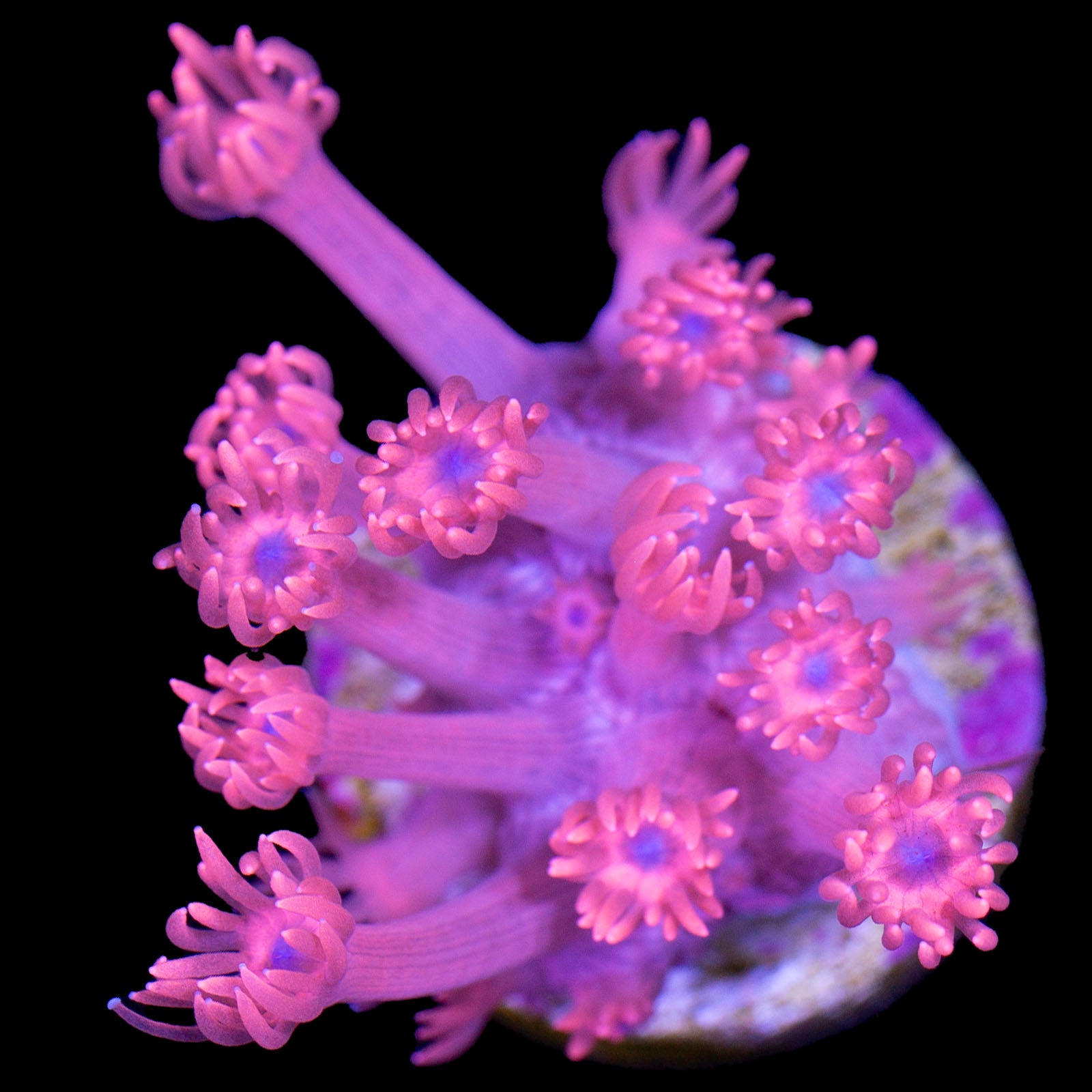 Spiderman Goniopora Coral