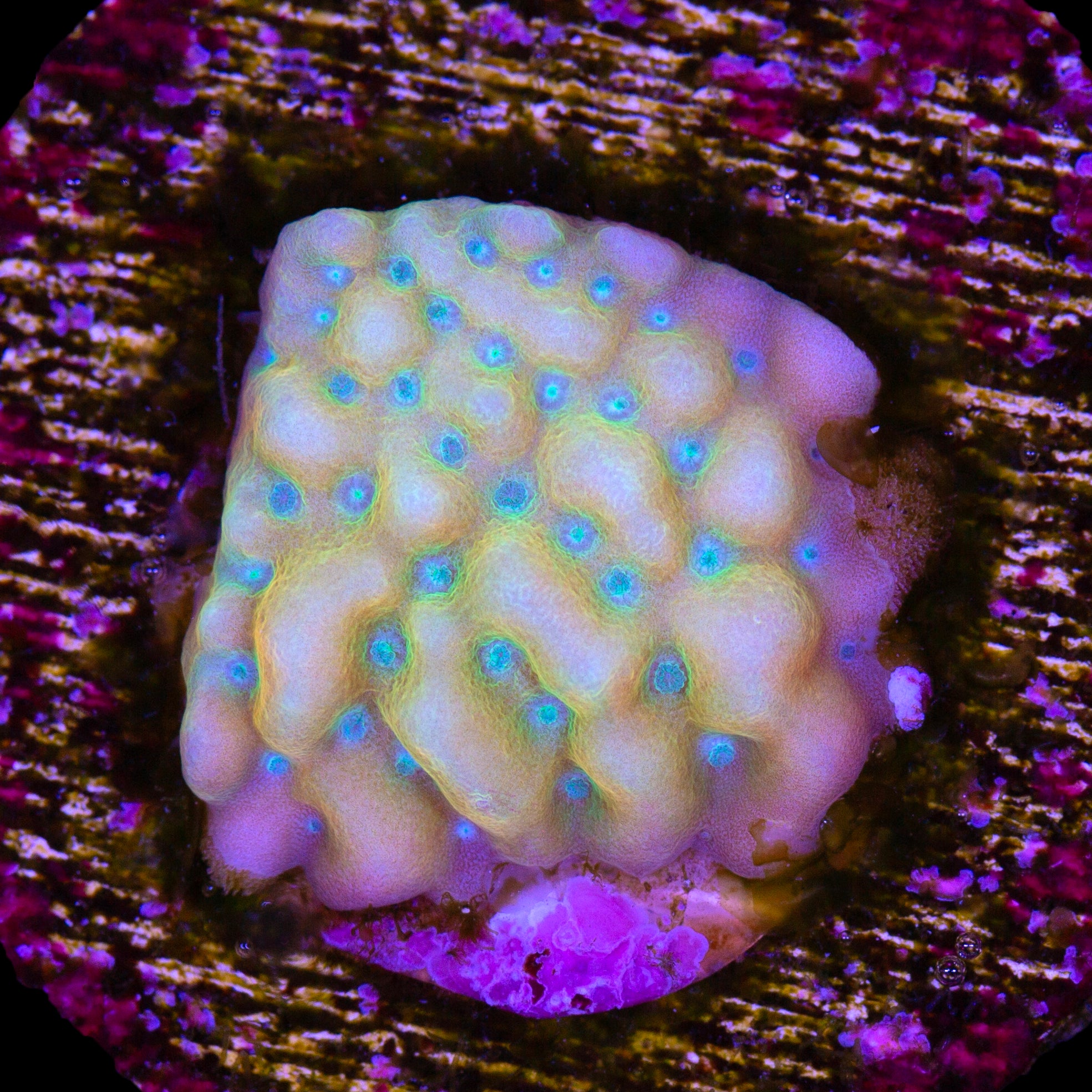 Beach Bum Montipora Coral