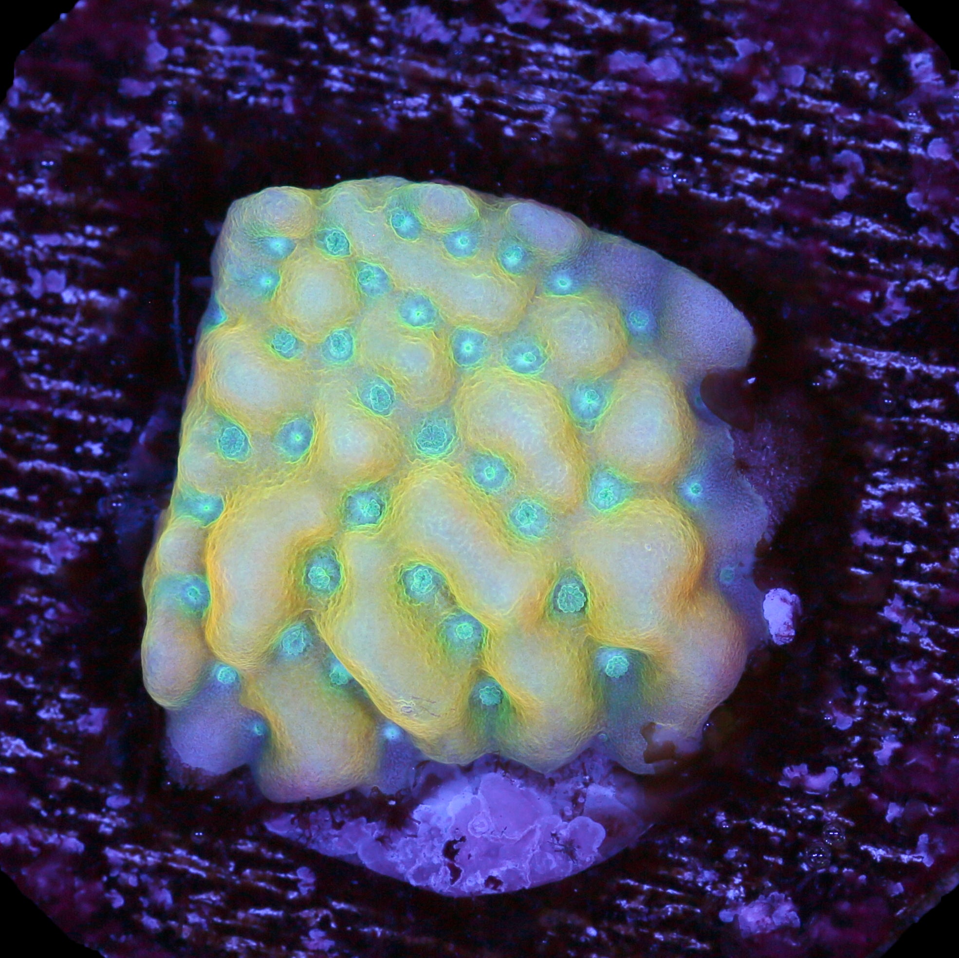 Beach Bum Montipora Coral