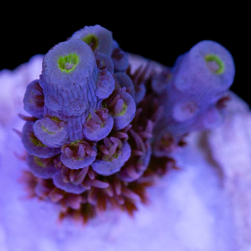 Superbird Acropora Coral